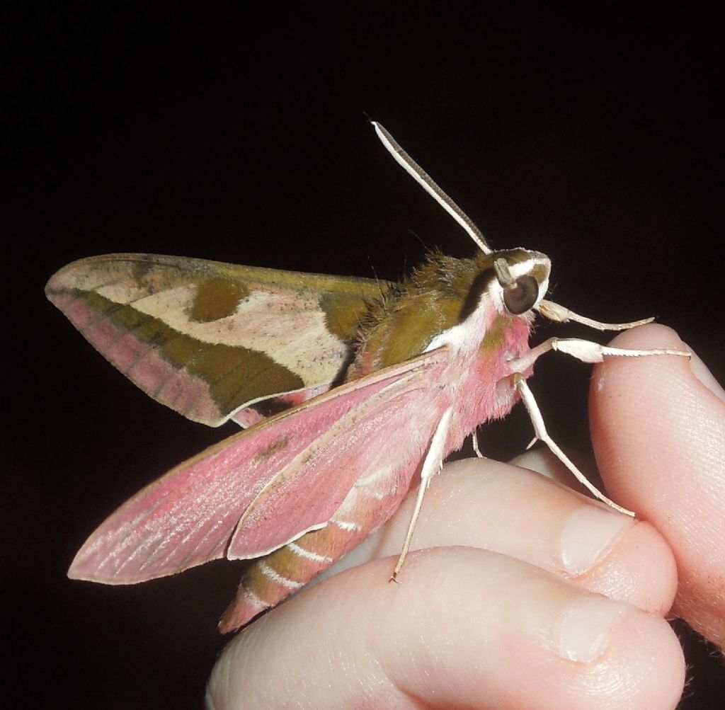 Identificazione Sphingidae - Hyles euphorbiae